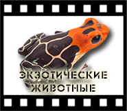 Экзотические животные